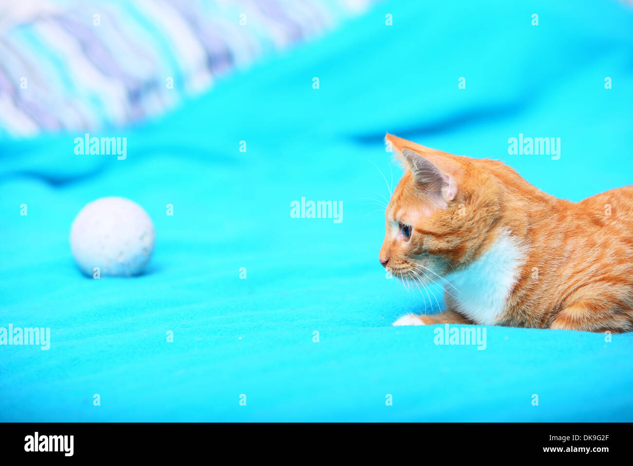 Animals at home. Red cute little baby cat pet kitten laying on bed