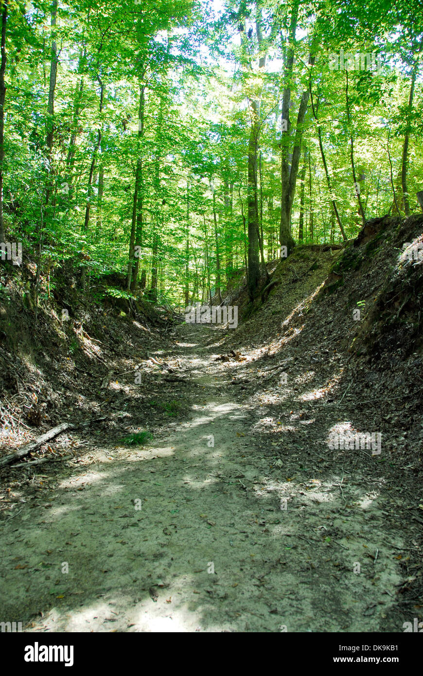 The historic Sunken Trace on the Natchez Trace Parkway, Mississippi