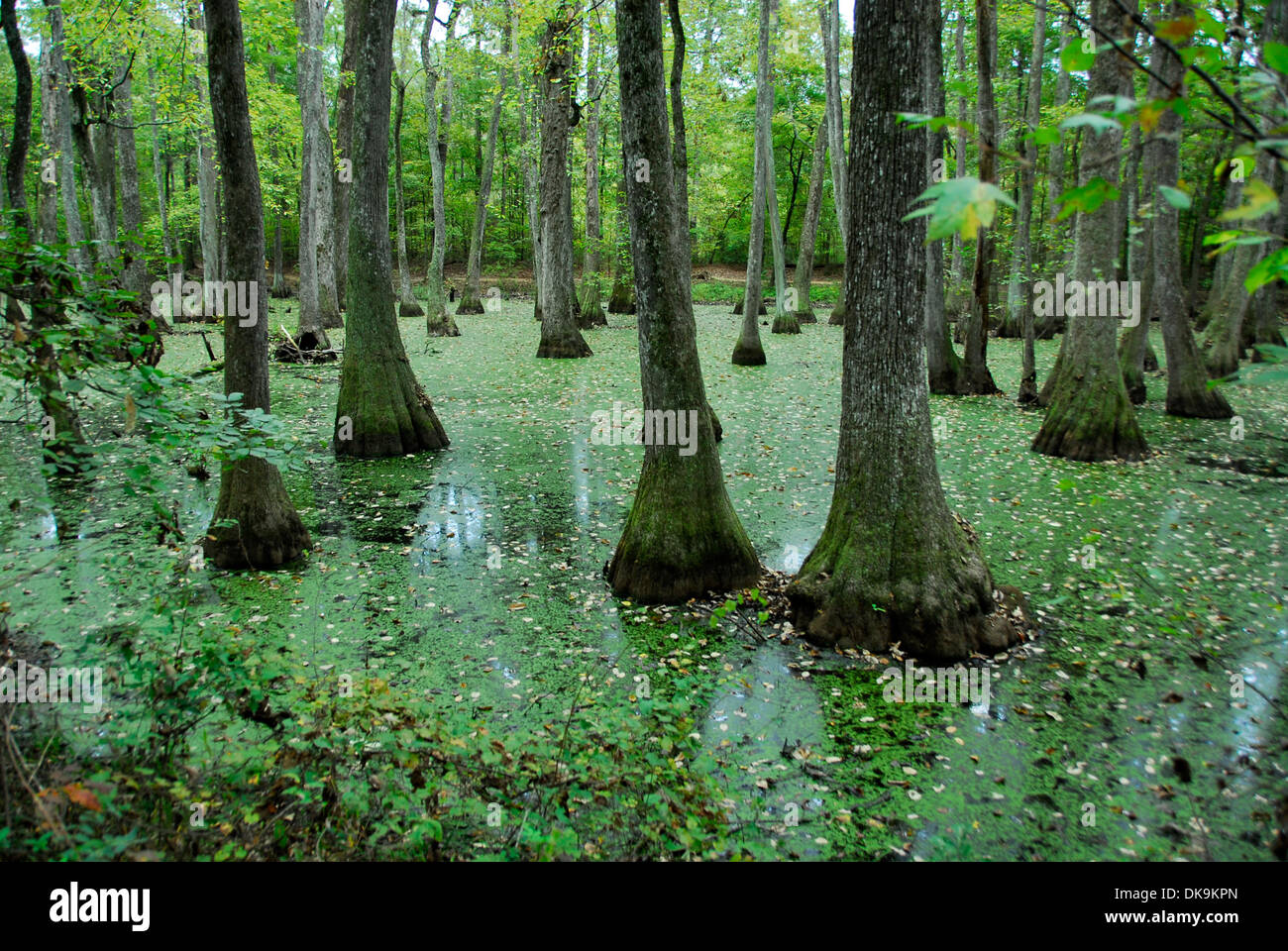 Natchez trace hi-res stock photography and images - Alamy