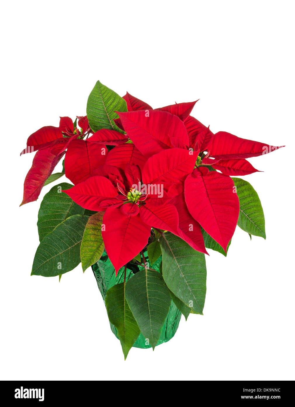 Red poinsettia (Euphorbia pulcherrima) in a flower pot, isolated Stock Photo