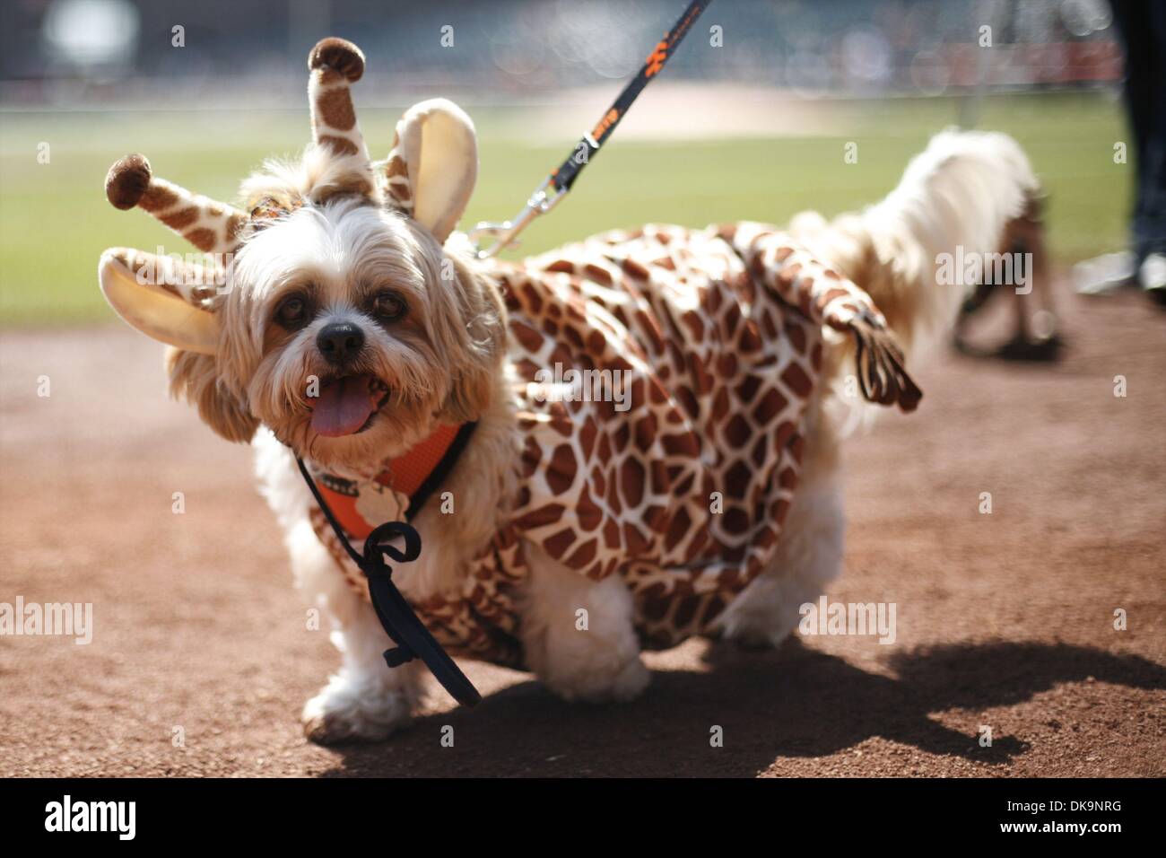 Houston Astros Cheerleading Pet Dress Astros Cheerleader Dog