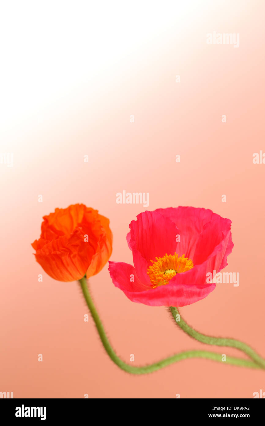 Poppies studio hi-res stock photography and images - Alamy