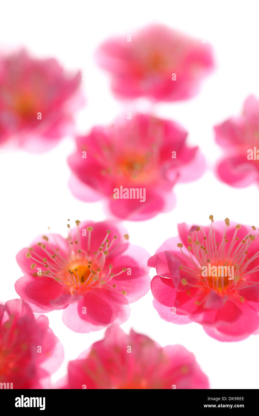 Plum blossoms Stock Photo Alamy