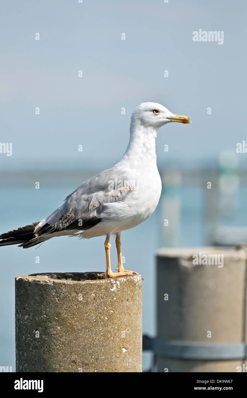Seagull on the top of a mooring-post in a harbour Stock Photo