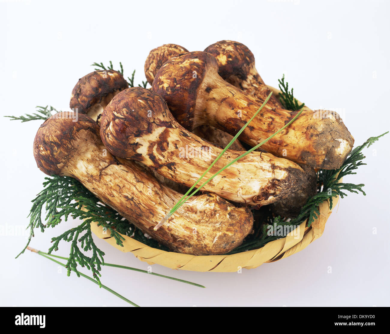 Matsutake mushrooms hires stock photography and images Alamy