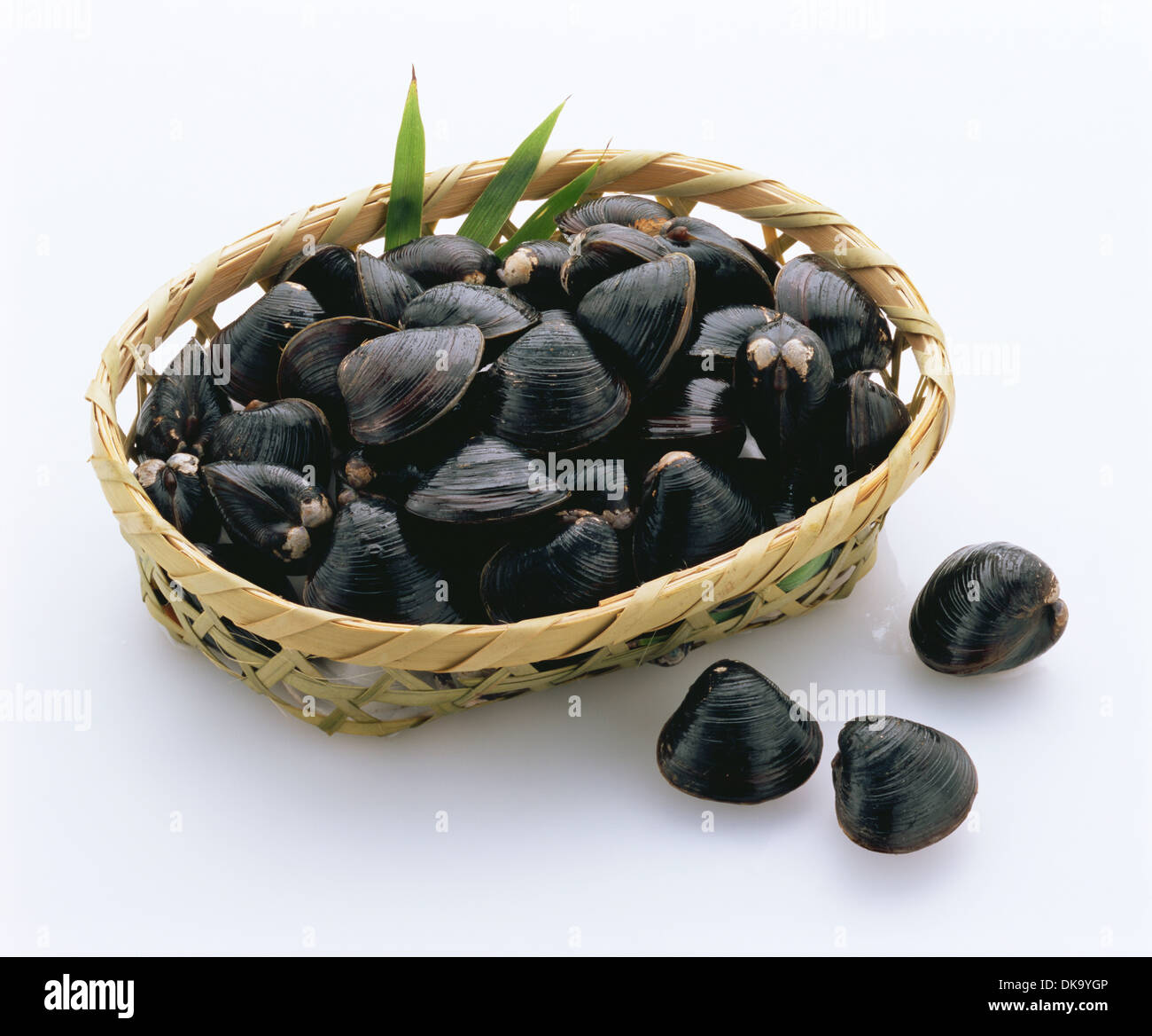 Freshwater clams Stock Photo