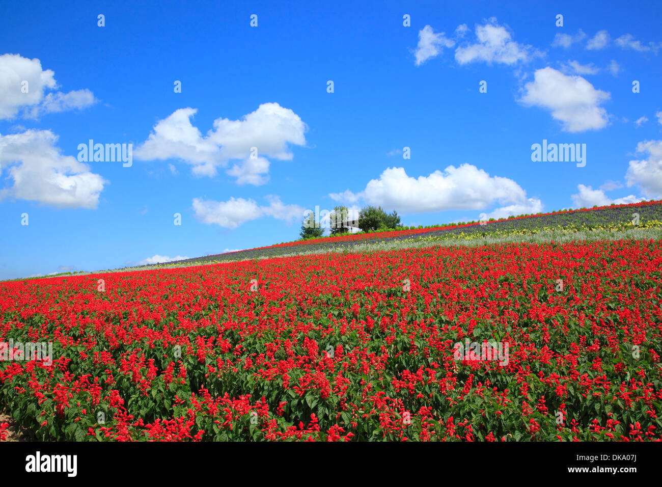 Mountain flower field hi-res stock photography and images - Alamy