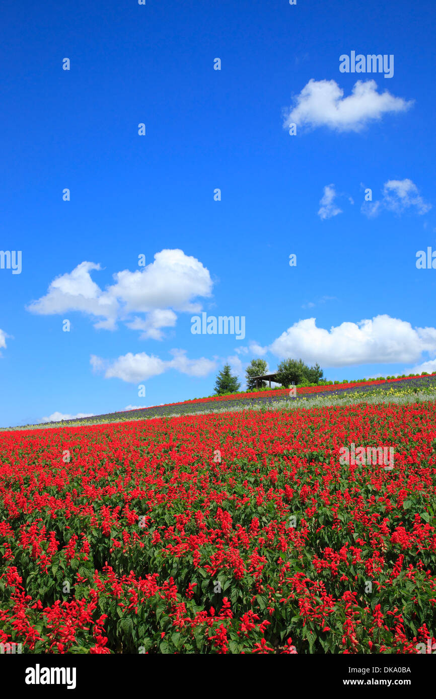 Purple noon flower hires stock photography and images Alamy