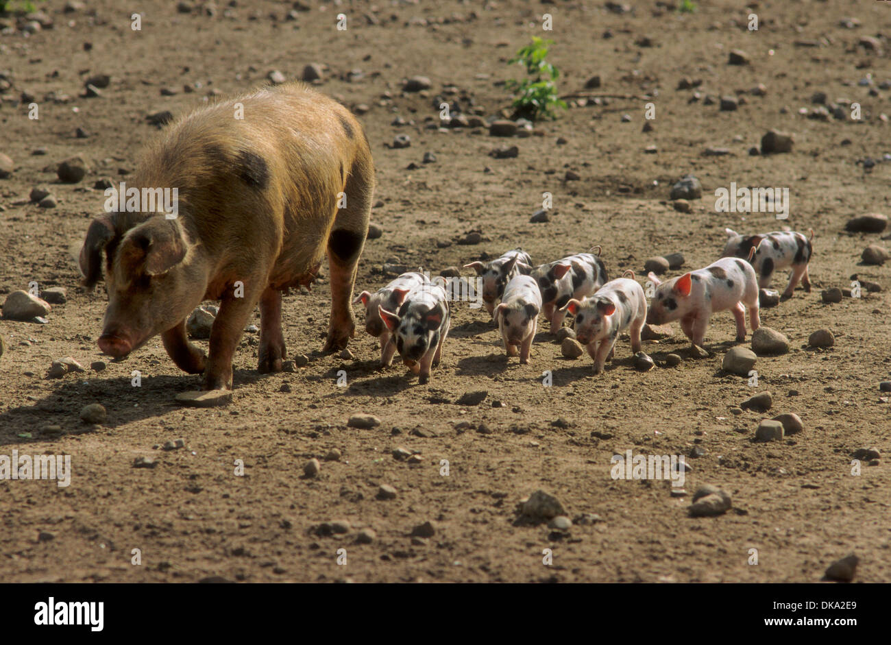 Turopolje-Schwein, Turopolje pig, Turopoljska svinja Stock Photo