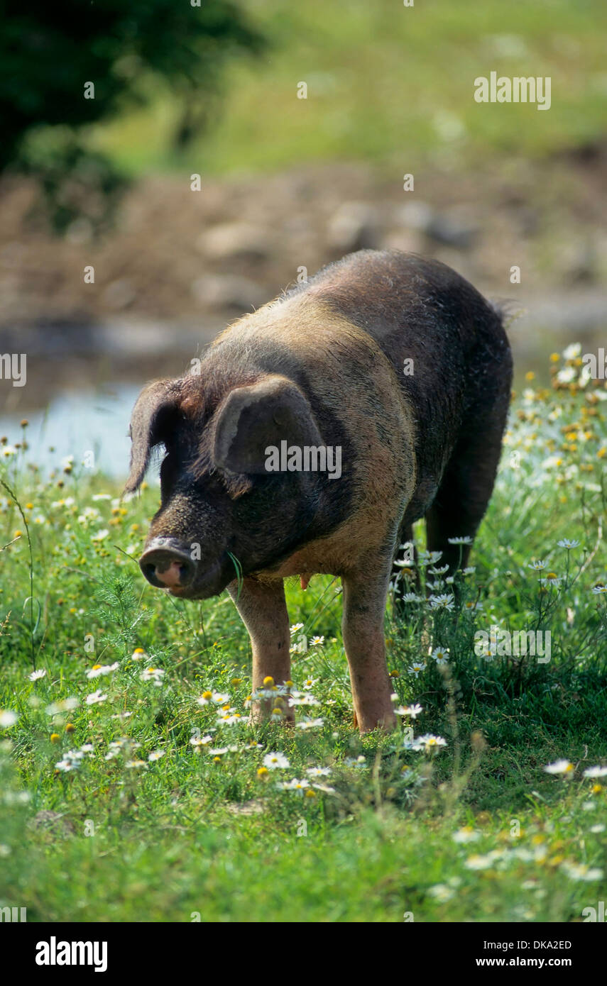 Schweines hi-res stock photography and images - Alamy