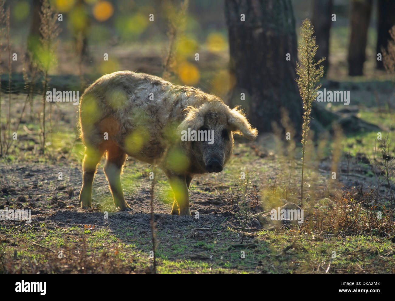 Mangalica-Schwein, Mangalitza, Mangaliza, Schafschwein, Mangalitza-Wollschwein Stock Photo