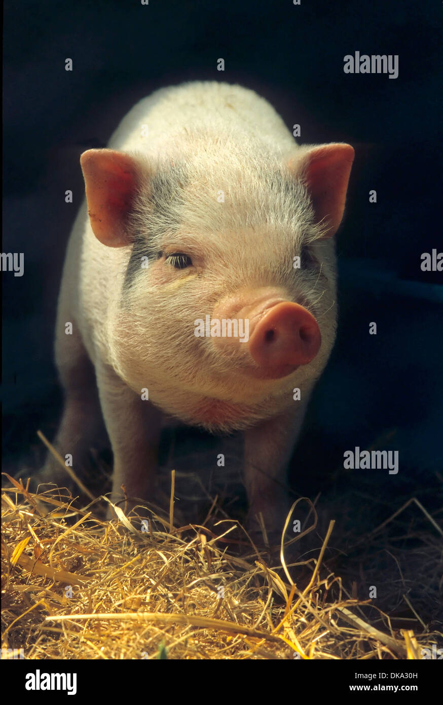 Hausschwein (Sus scrofa domestica), domestic pig (Sus scrofa domesticus) Sus domesticus, swine, hog Stock Photo
