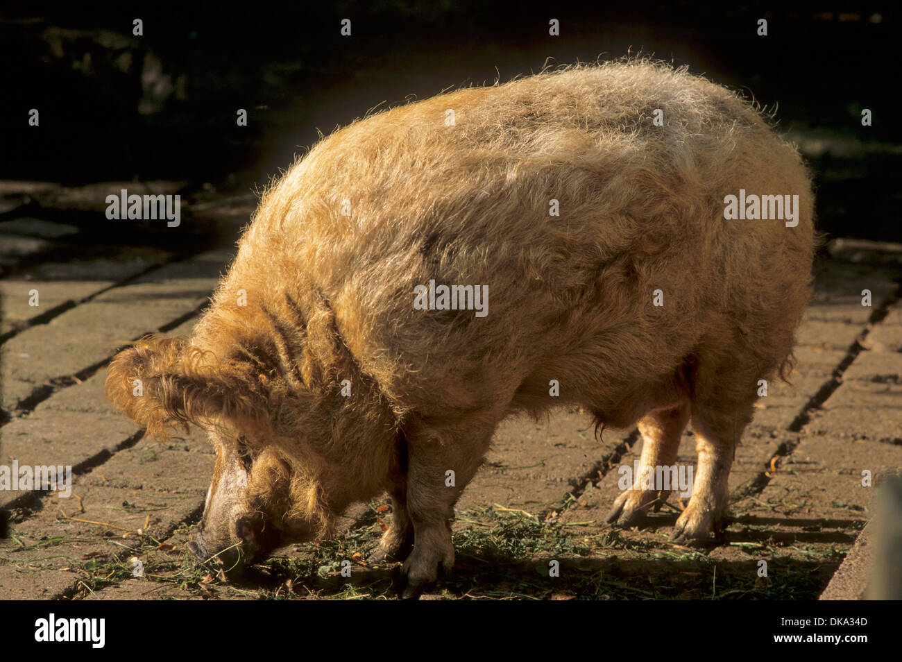 Mangalitsa, Mangalitza, Mangalica, curly-hair hog Mangalica-Schwein