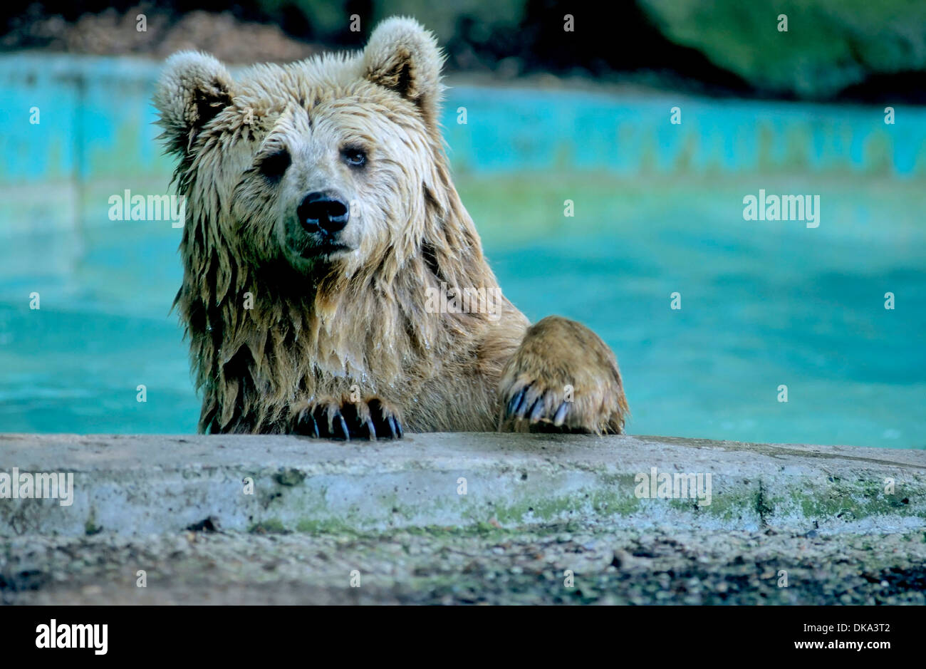 Zoo: Braunbär im Pool, brown bear (Ursus arctos) at pool Stock Photo