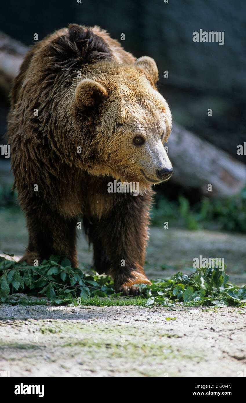 Zoo: Braunbären im Gehege, Braunbär (Ursus arctos) Stock Photo