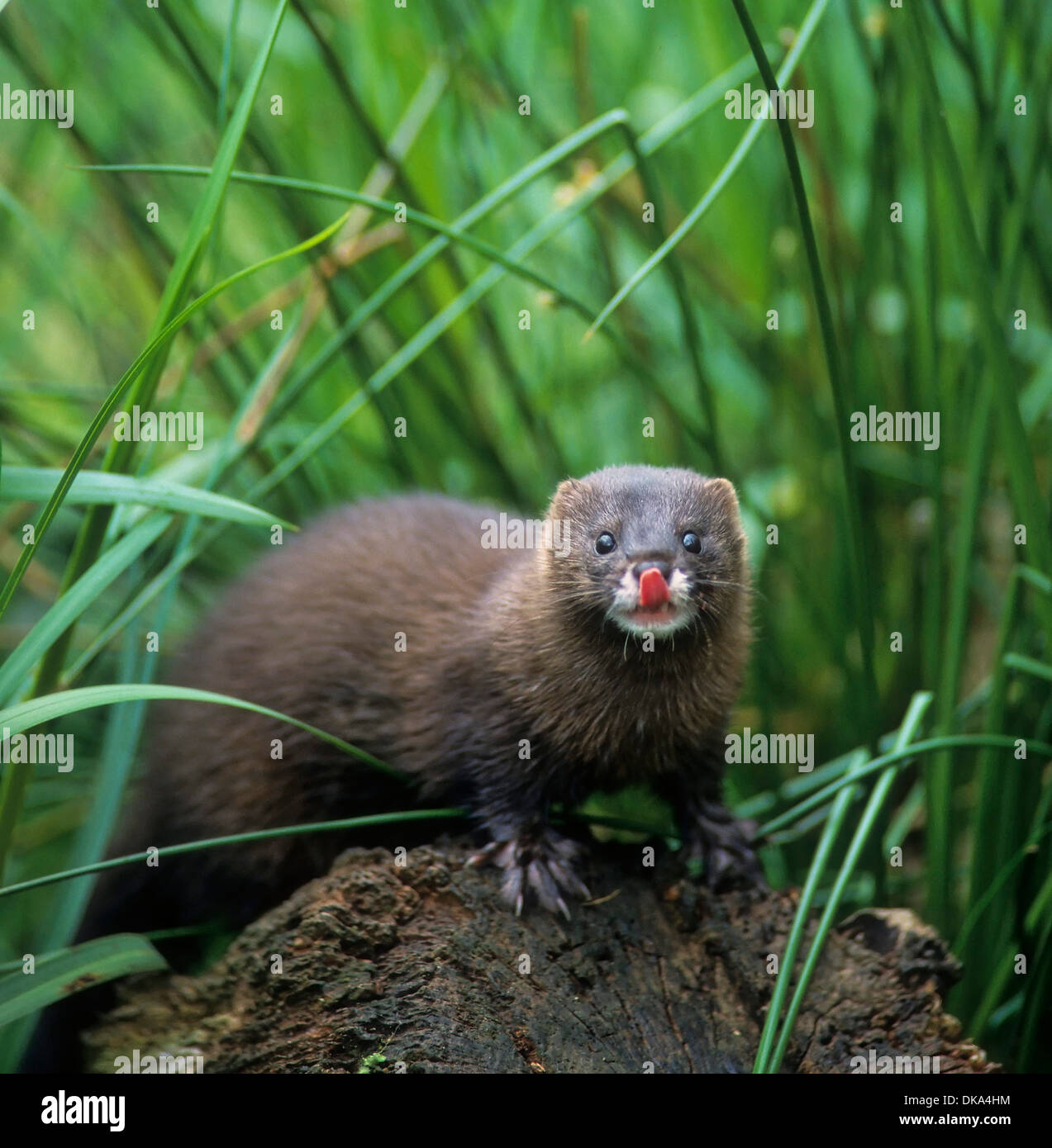 Mink Mustela Lutreola European Mink Nerz Mustela Lutreola Mink Mustela Lutreola European Mink Nerz Mustela Lutreola