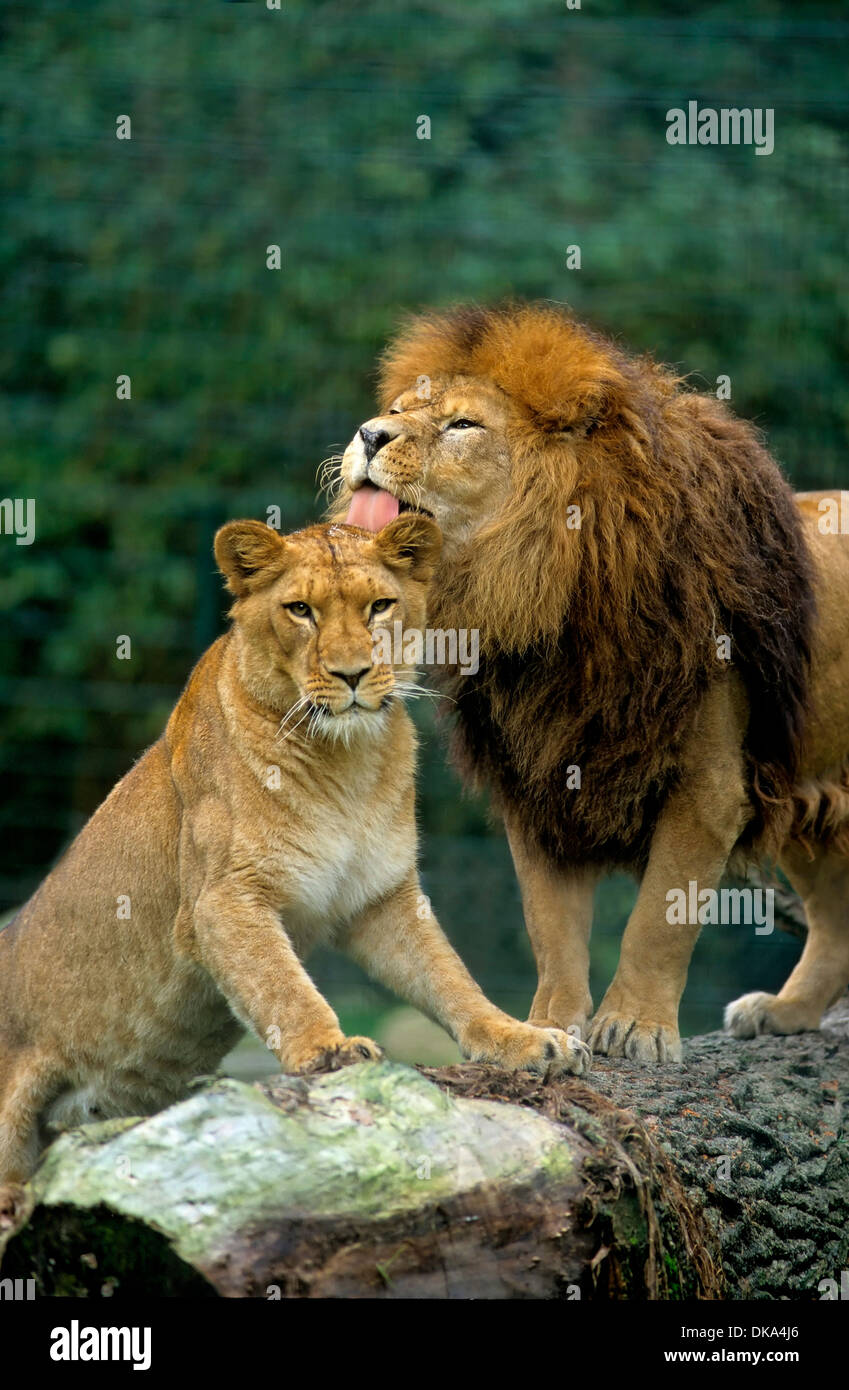 Löwe , stattlicher Loewe, Lion (Panthera leo), stately lion with his