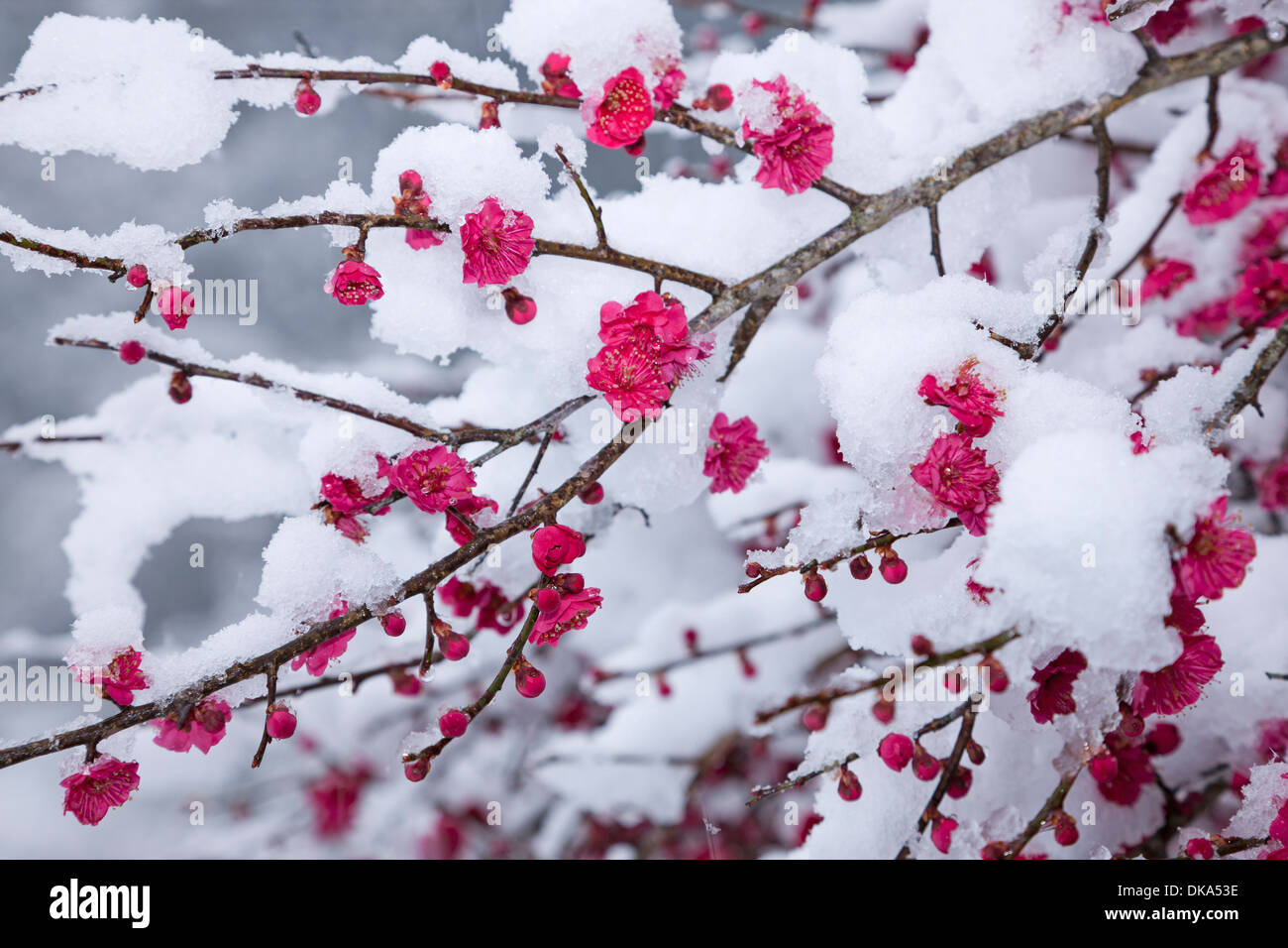 Plum blossoms and snow Stock Photo Alamy