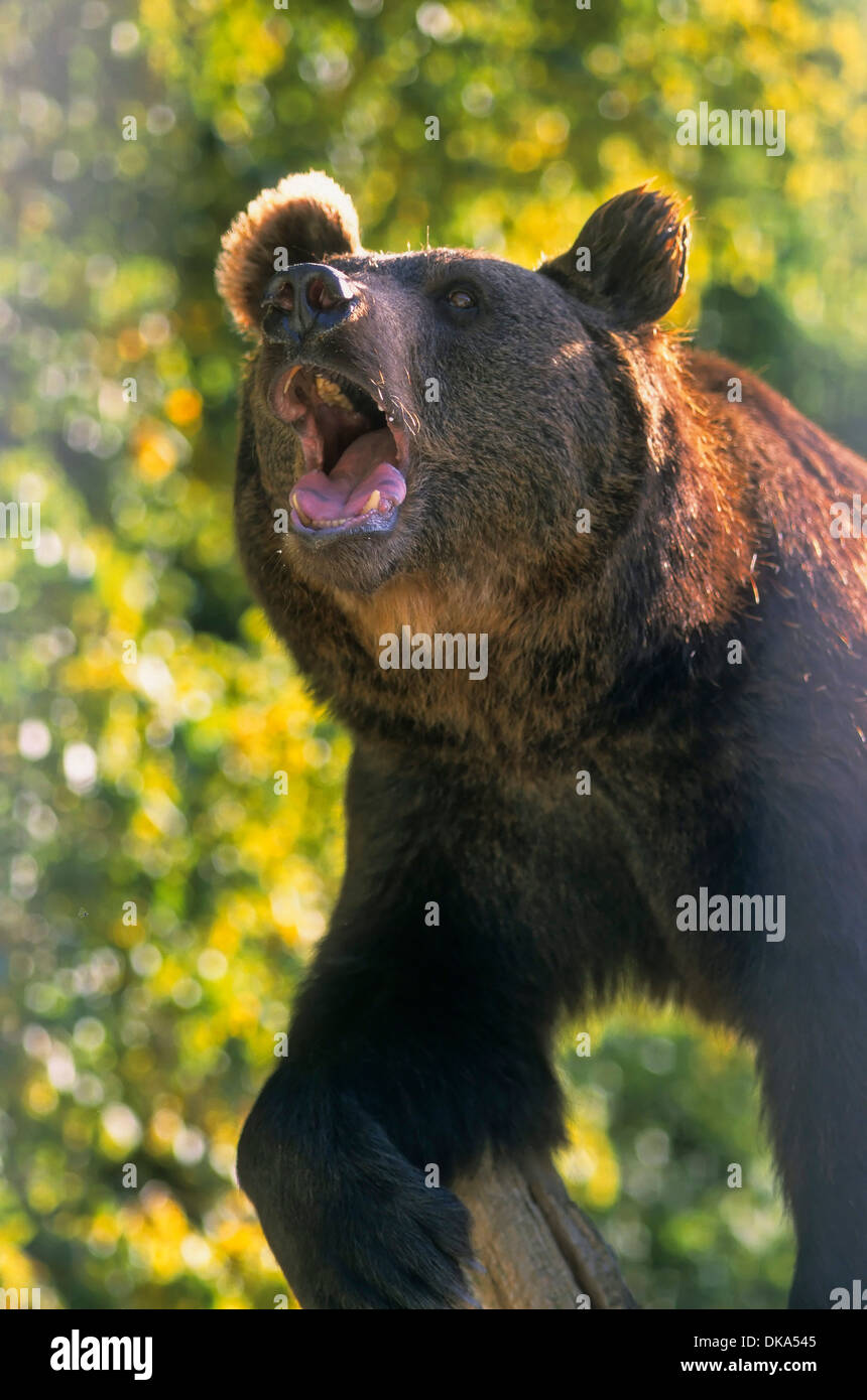 brown bear (Ursus arctos), Zoo: Braunbär, Braunbär (Ursus arctos), Braunbär fauchend, Stock Photo