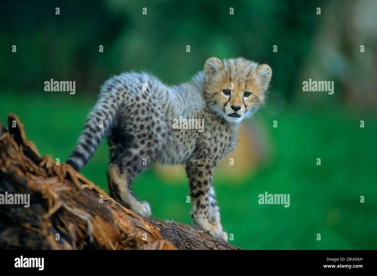 cheetah (Acinonyx jubatus), Gepard - Baby zwei Monate alt, Gepard (Acinonyx jubatus) Stock Photo