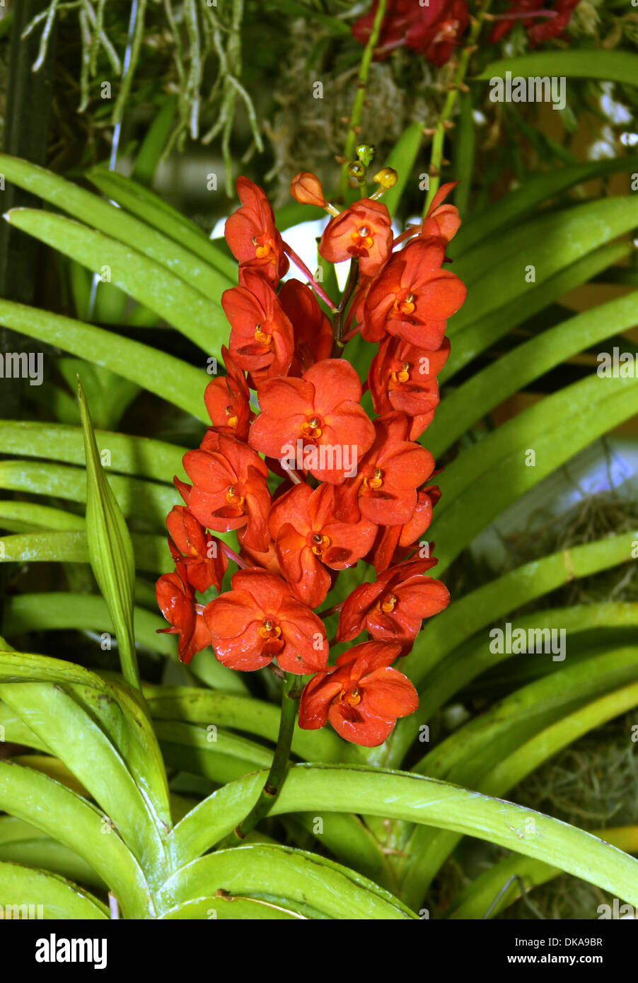 Colorful Orchid Species Red Orange Ascocenda Laksi Liang Picture Stock Photo
