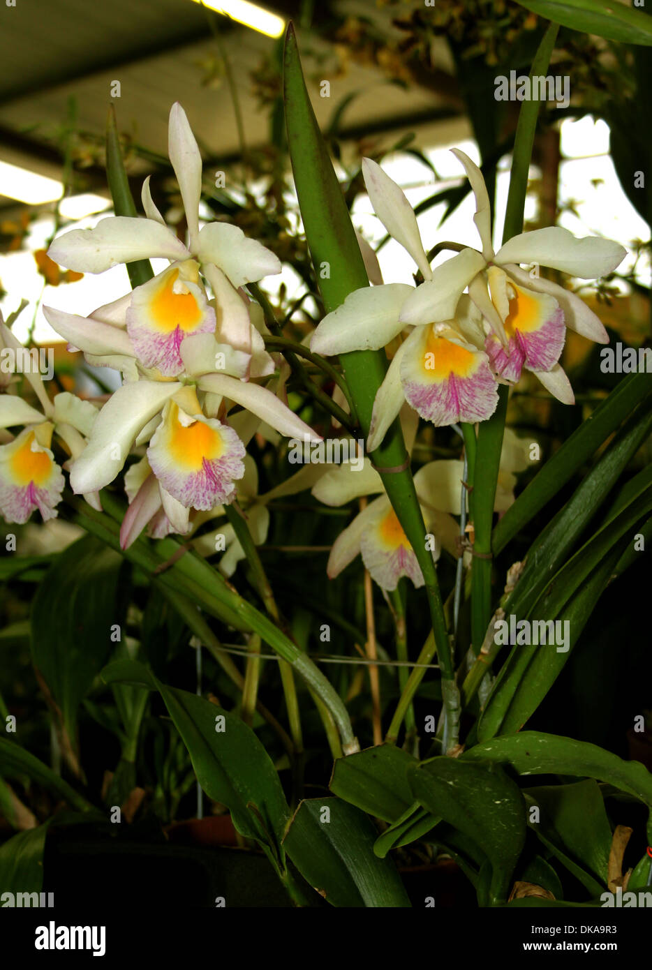Colorful Orchid Species White Pink Purple Yellow Brassolaeliocattleya Plinlimmon Picture Stock Photo