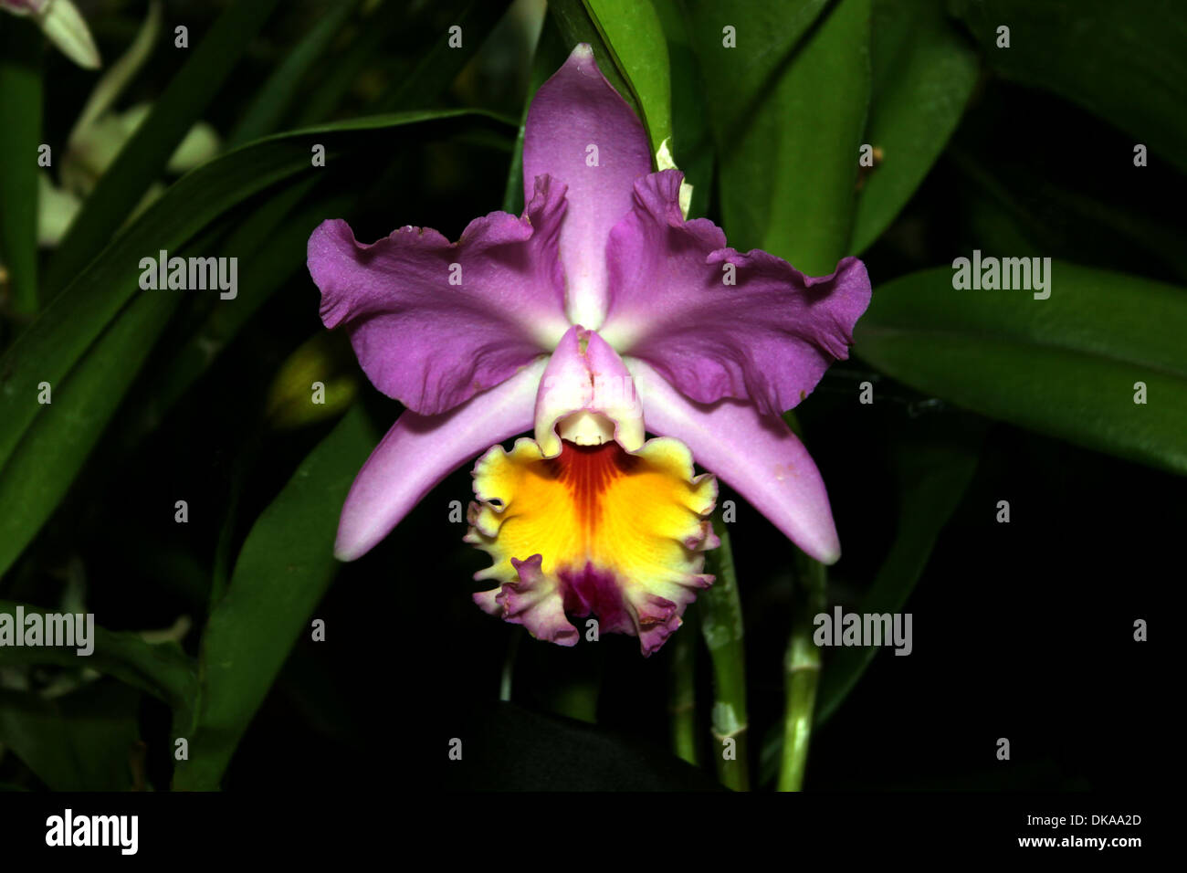 Colorful Orchid Species Purple Yellow Red Cattleya Brunswick Surprise Simon Picture Stock Photo