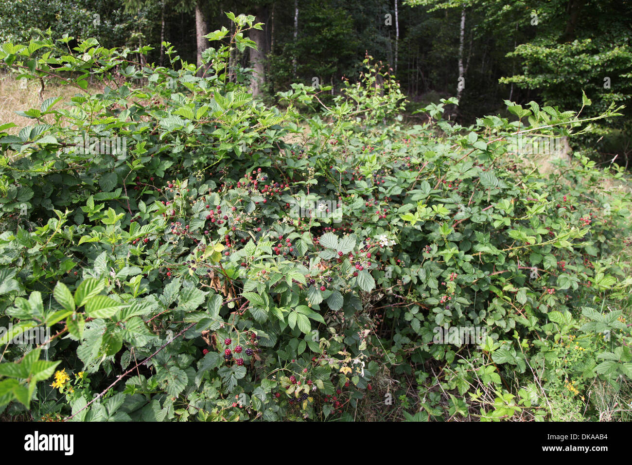 Ripe and non-ripe stages of the blackberry fruits (Rubus fruticosus ...
