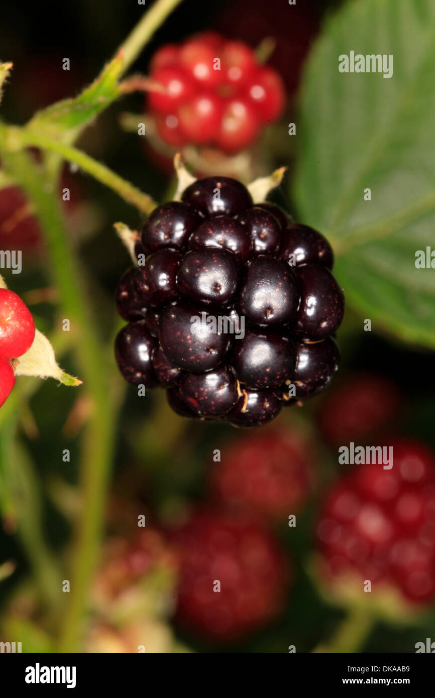 Ripe and non-ripe stages of the blackberry fruits (Rubus fruticosus ...