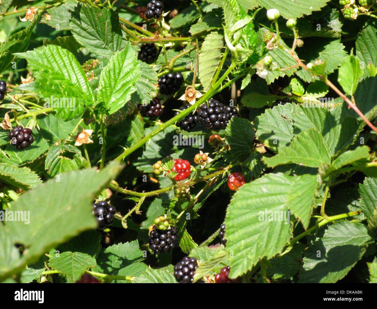 Ripe and non-ripe stages of the blackberry fruits (Rubus fruticosus ...