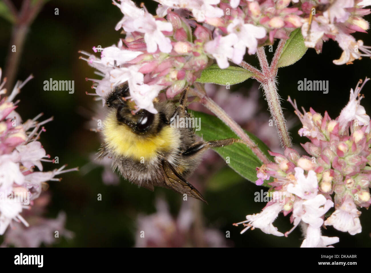Nectar collecting bumble bee on oregano flowers. The oregano is an agreeable aromatically smelling plant, whose ethereal oils are used for medicines. It also finds very application in the herb-kitchen. Photo: Klaus Nowottnick Date: August 1, 2013 Stock Photo