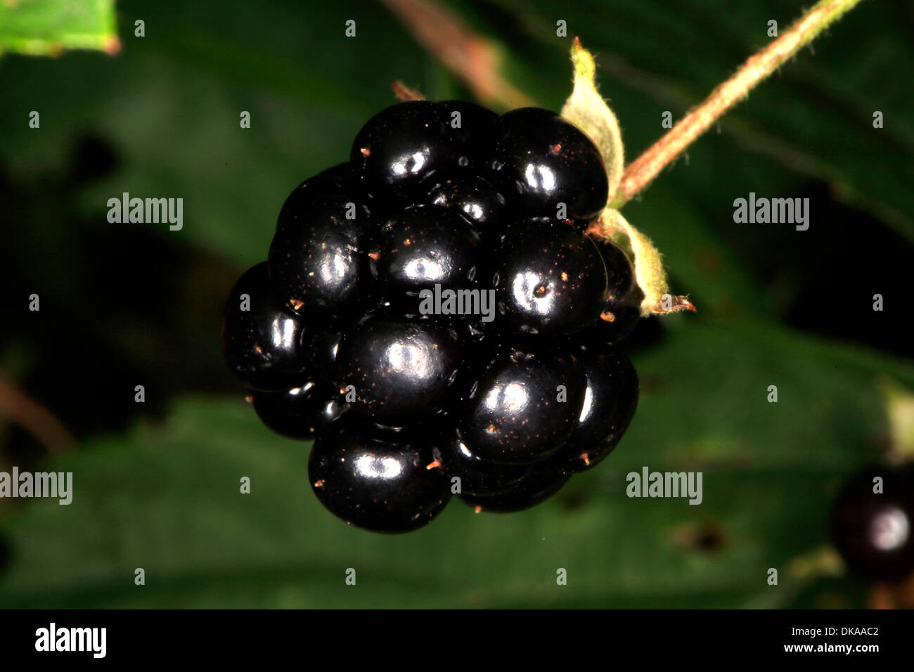 Ripe and non-ripe stages of the blackberry fruits (Rubus fruticosus ...