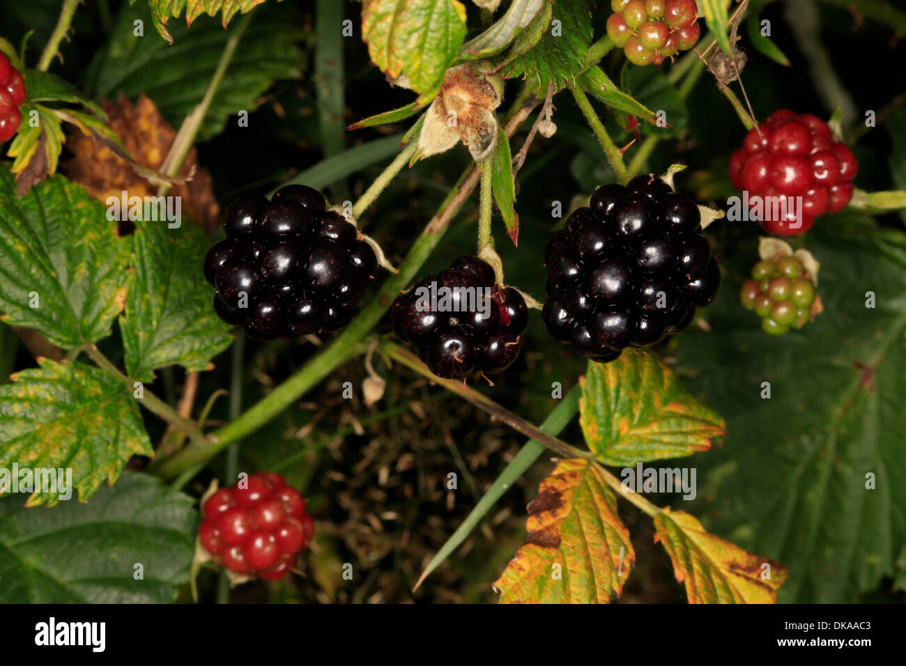 Ripe and non-ripe stages of the blackberry fruits (Rubus fruticosus ...