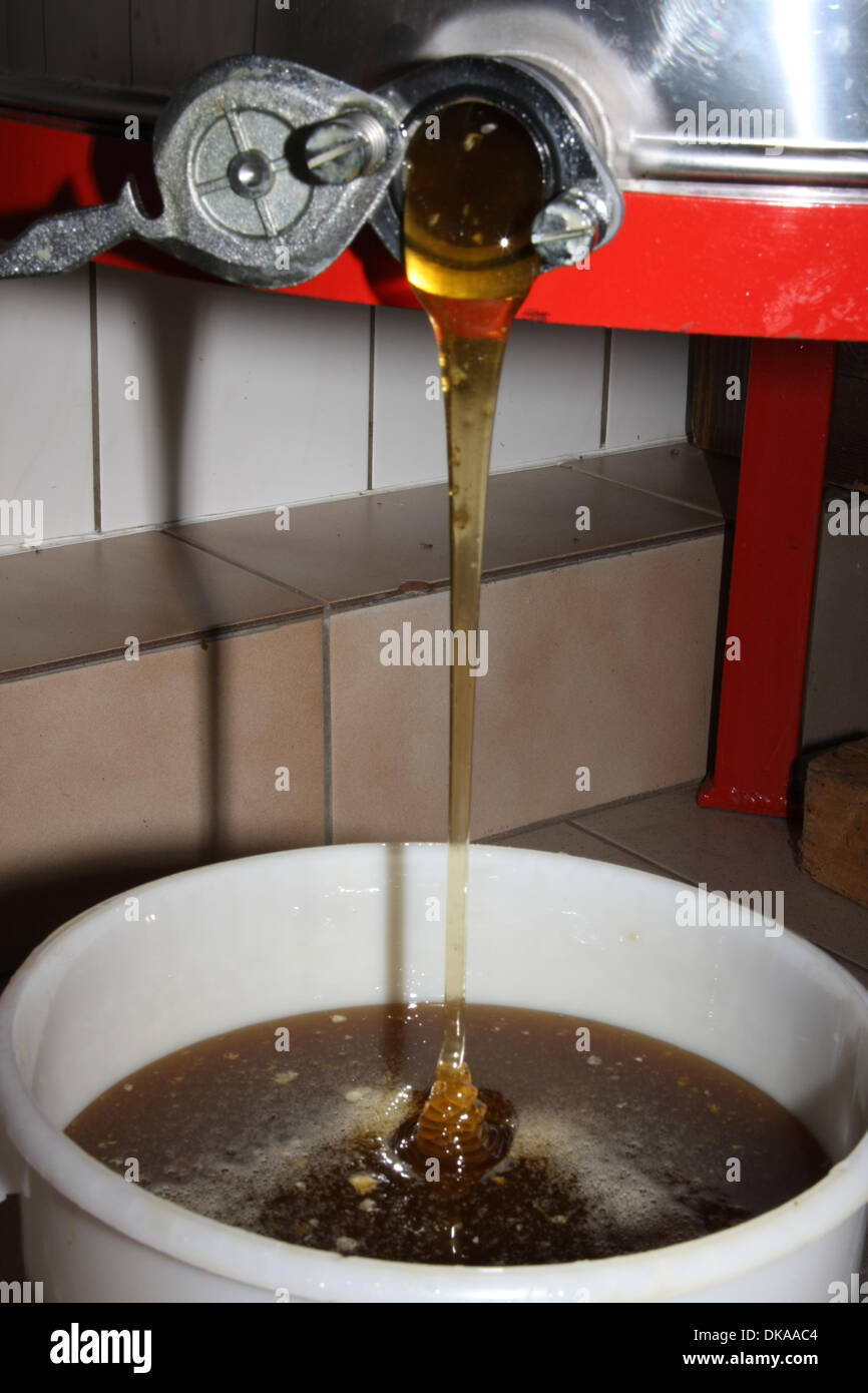 During the extracting, the honey runs in stored vessels. Photo Klaus