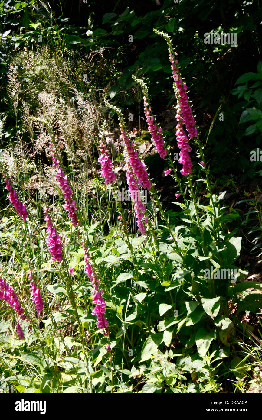 This foxglove is blooming from June to August. The plant is very poisonous! It reaches a height of 40 to 150 cm. The plant possesses numerous heart-effective glycoside, there are used in the drug-manufacturing. Photo: Klaus Nowottnick Date: June 28, 2012 Stock Photo