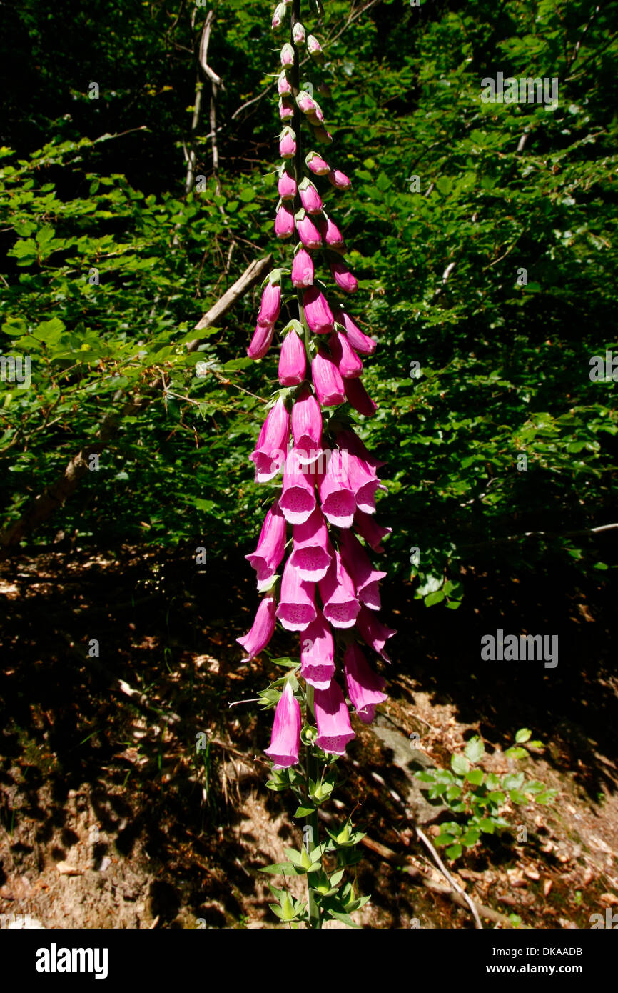 This foxglove is blooming from June to August. The plant is very poisonous! It reaches a height of 40 to 150 cm. The plant possesses numerous heart-effective glycoside, there are used in the drug-manufacturing. Photo: Klaus Nowottnick Date: July 15, 2013 Stock Photo