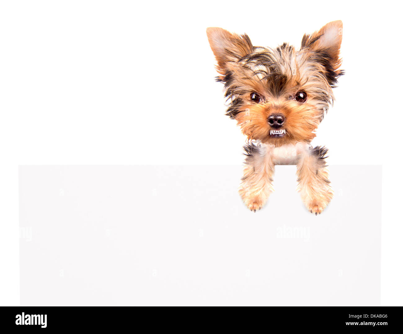 very angry Puppy above billboard on a white background Stock Photo - Alamy