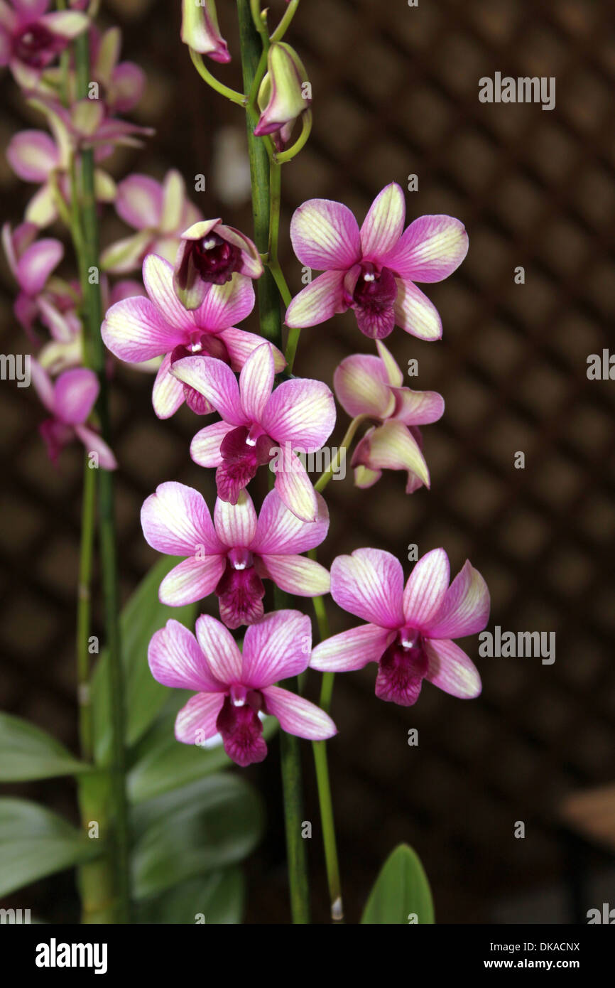 Colorful Orchid Species Purple and White Dendrobium Sonia Picture Stock Photo