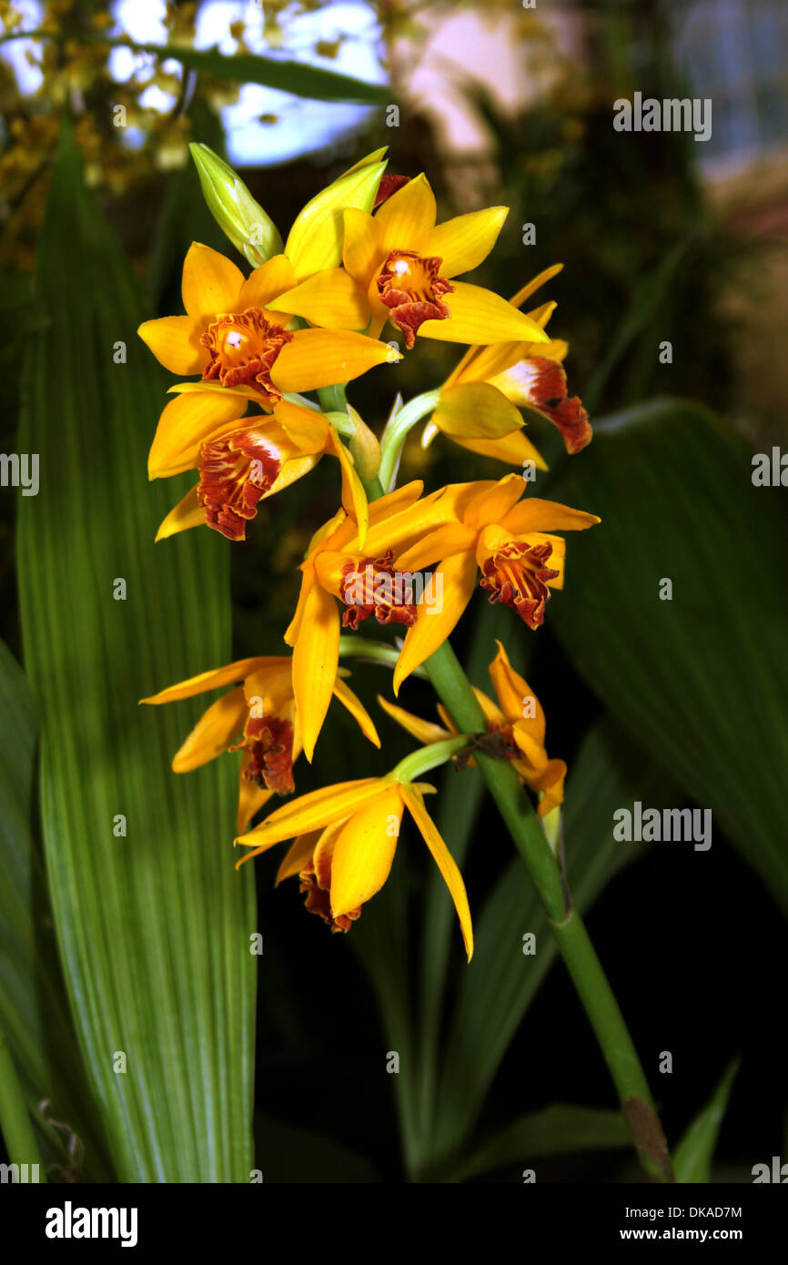 Colorful Orchid Species Bright Yellow Orange Brown Epidendrum Fulgens Picture Stock Photo