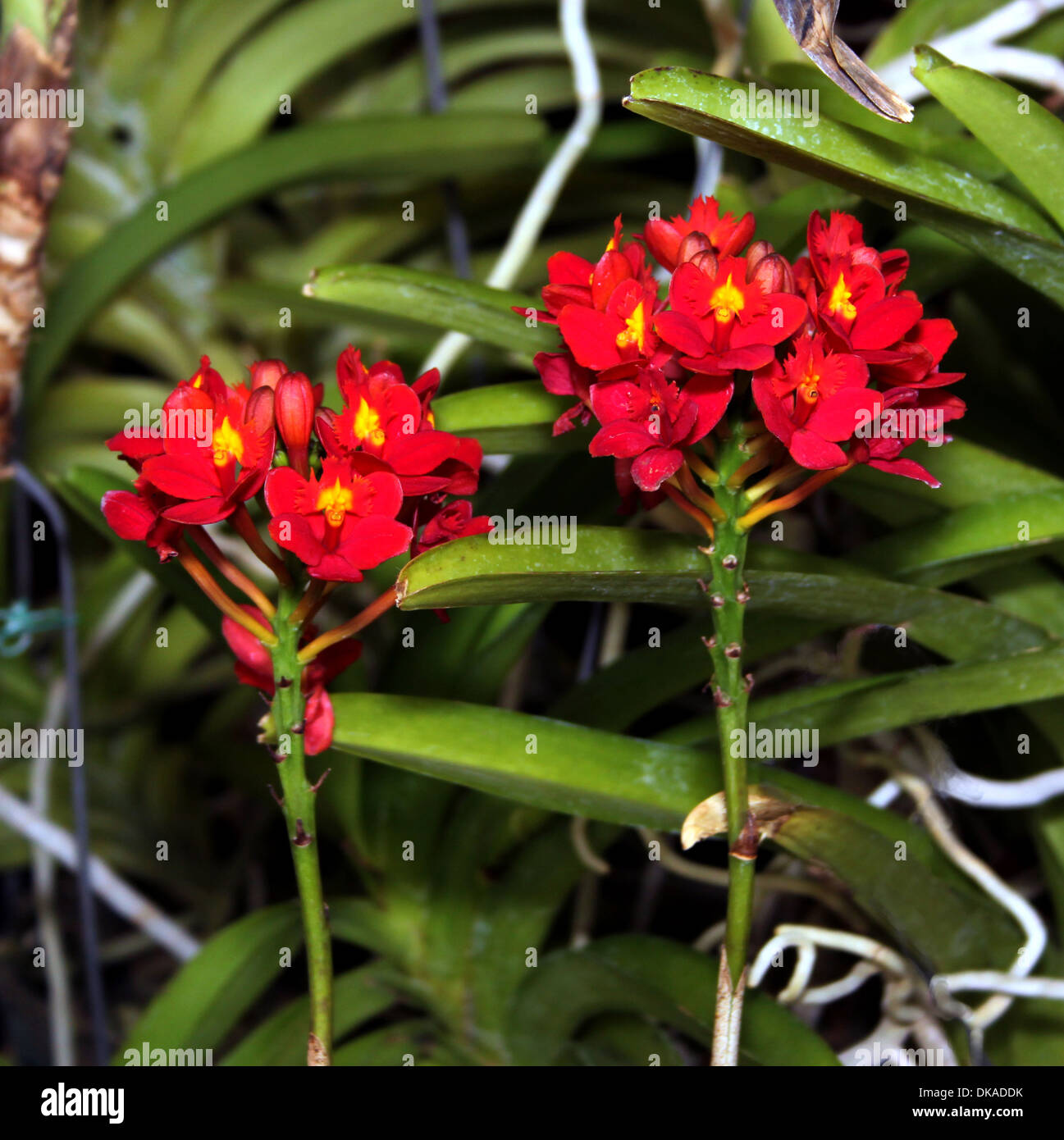 Colorful Orchid Species Bright Red Yellow Epidendrum Joseph Lii Picture Stock Photo