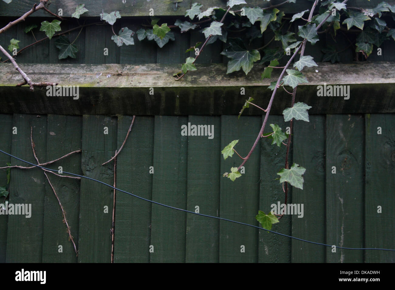 Ivy fence hi-res stock photography and images - Alamy