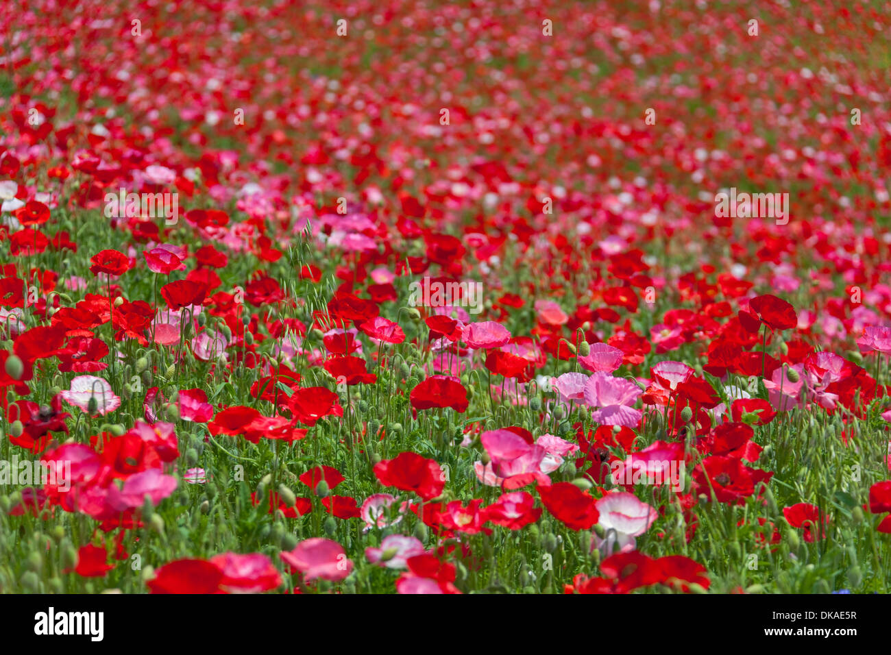 Flower field Stock Photo Alamy