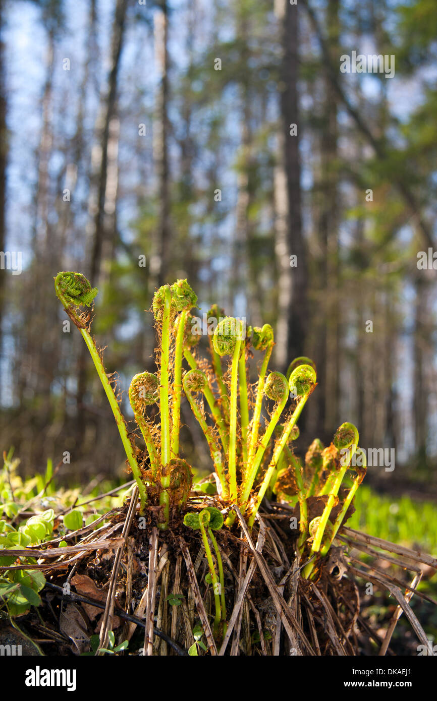 Spring Ferns Spring flora forest ferns hi-res stock photography and images - Alamy