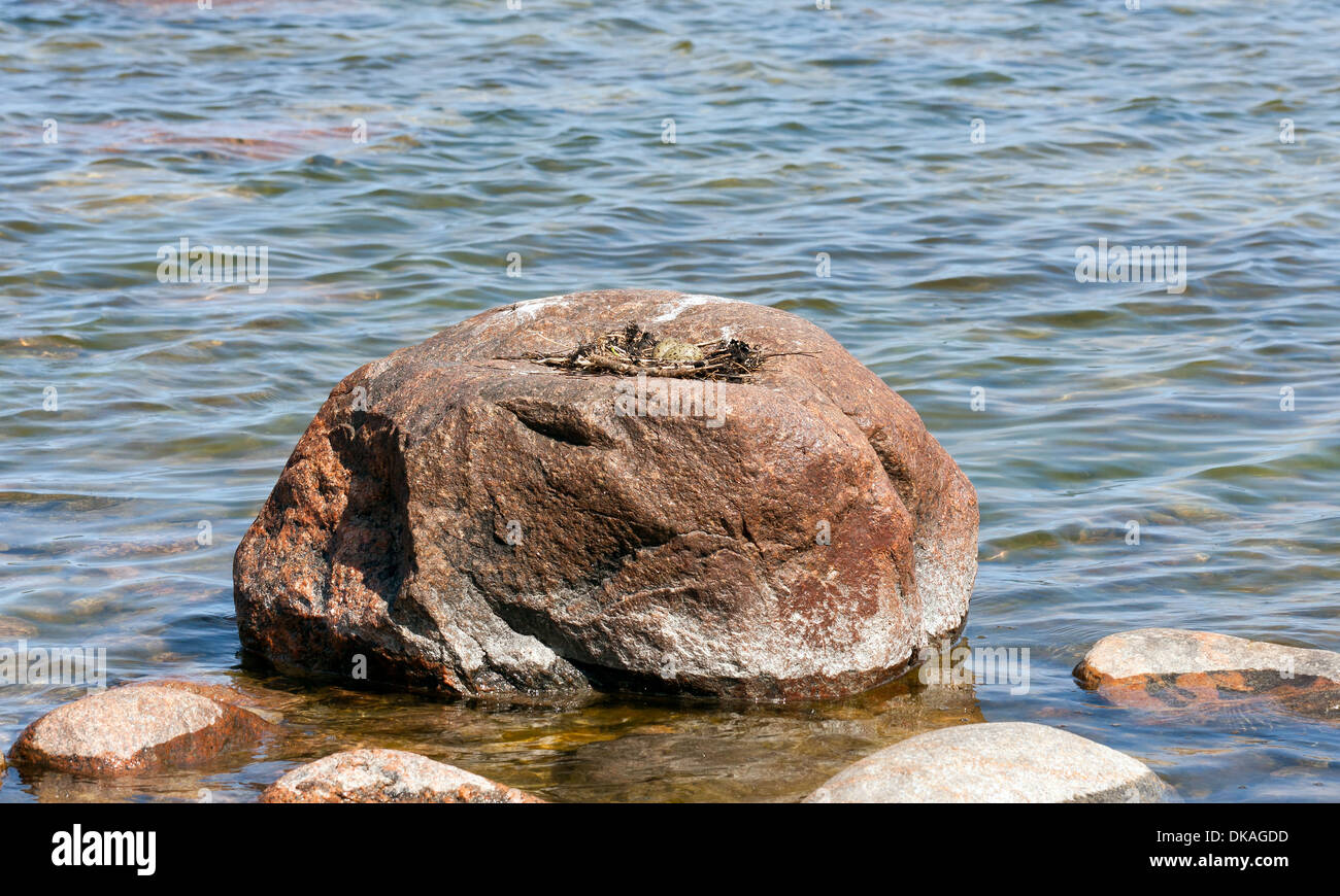 Sea gull or mew nest with eggs on a big rock Stock Photo