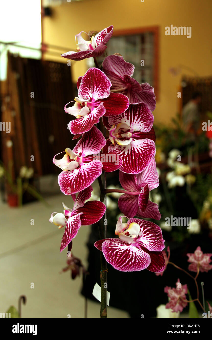 Colorful Orchid Species Bright Purple and White Picture Stock Photo