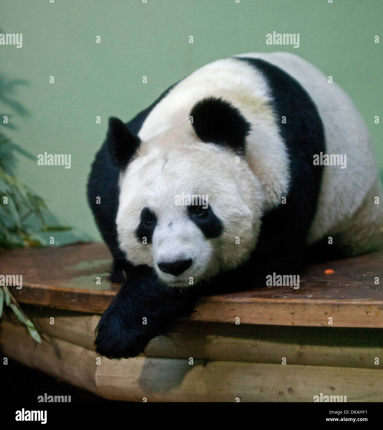 Edinburgh Zoo, Scotland, UK. 4th December 2013. 2nd anniversary of two Giant Pandas Tian Tian and Yang Guang being received at Edinburgh Zoo on a 10-year loan from China. Stock Photo