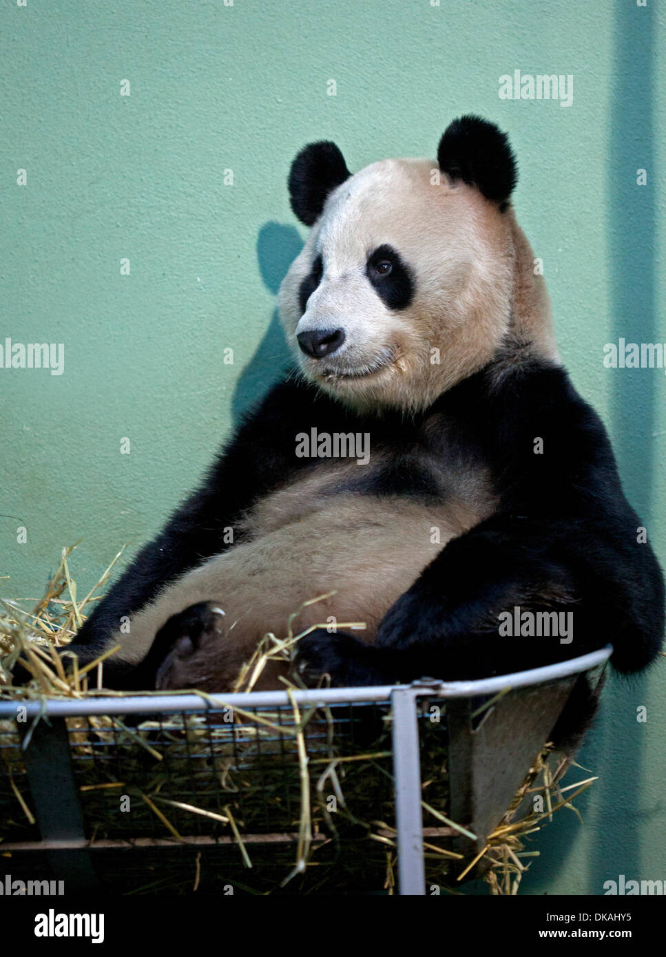 Edinburgh Zoo, Scotland, UK. 4th December 2013. 2nd anniversary of two Giant Pandas Tian Tian and Yang Guang being received at Edinburgh Zoo on a 10-year loan from China. Stock Photo