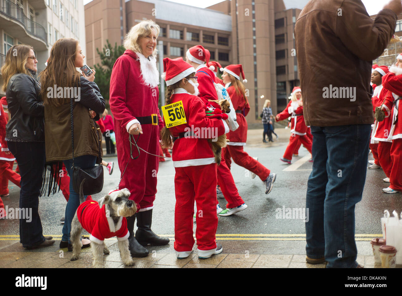 Charity Santa Dash in Liverpool Schnauzer dog dressed as Father Christmas Stock Photo