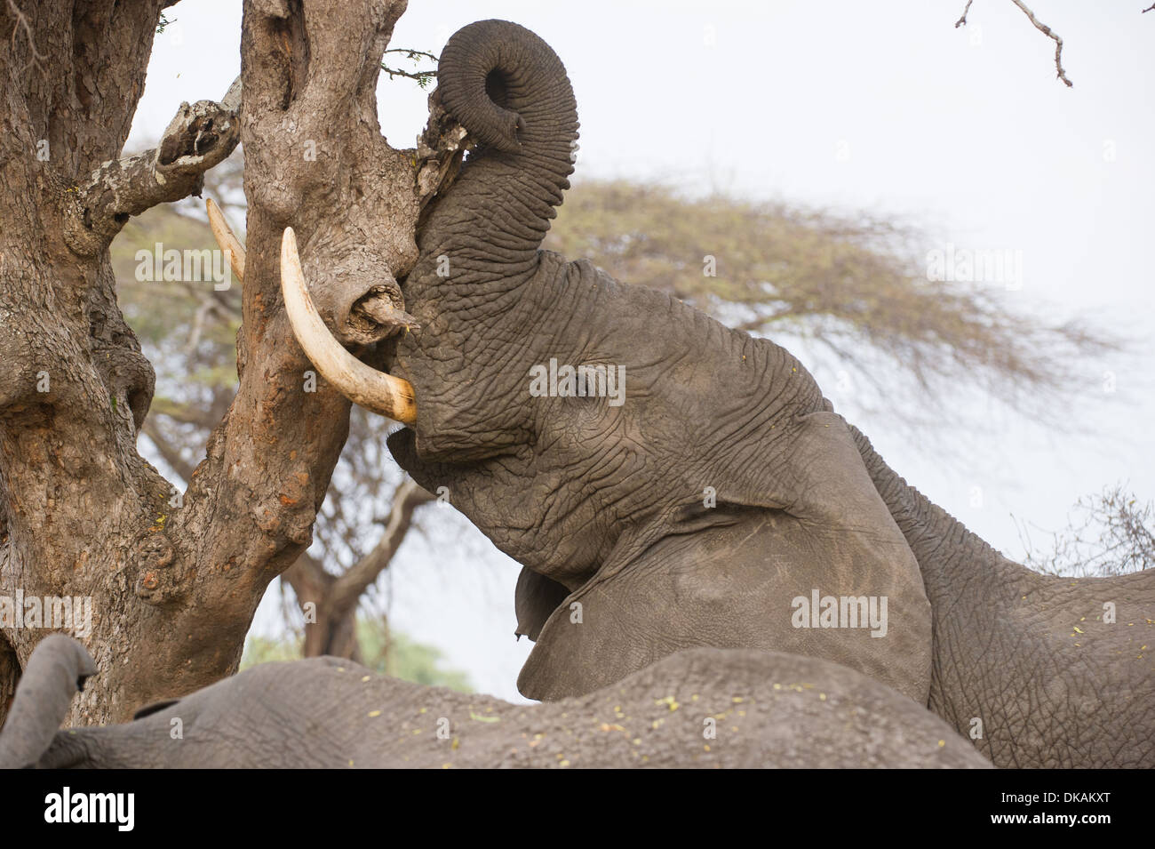 Elephant pushing tree hires stock photography and images Alamy