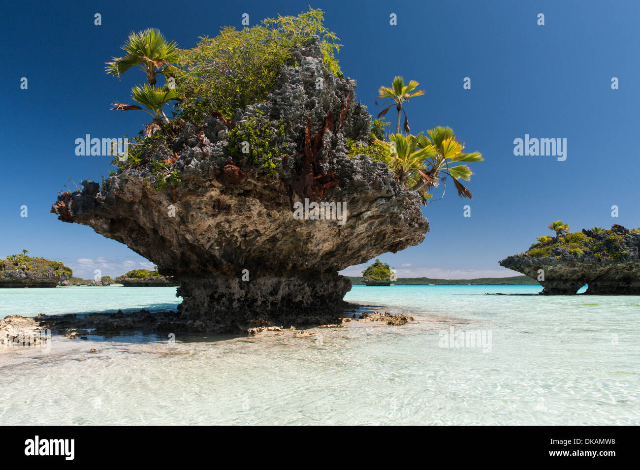 Palm trees growing on the limestone motus, small eroded islets in
